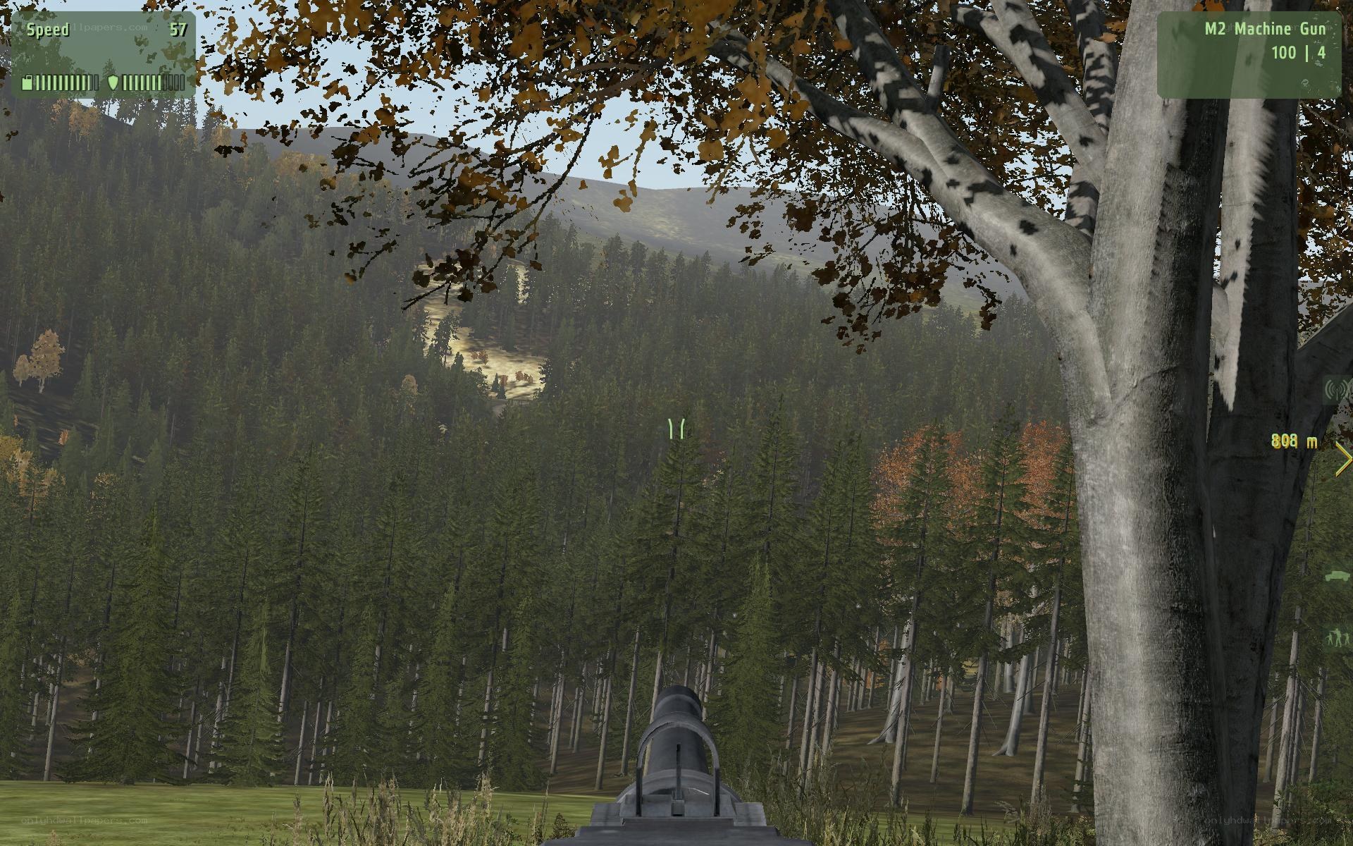 forest view from vehicle