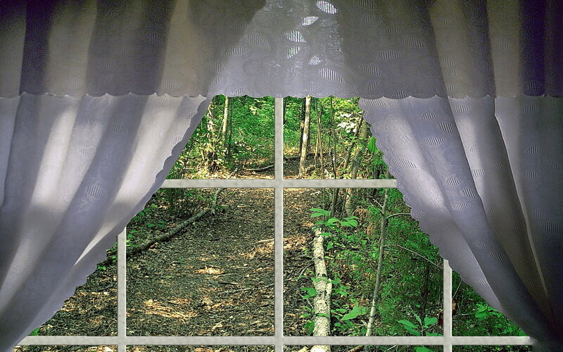 forest view from window