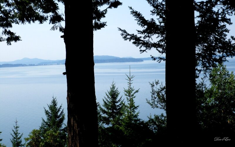 Forest view of a calm bay