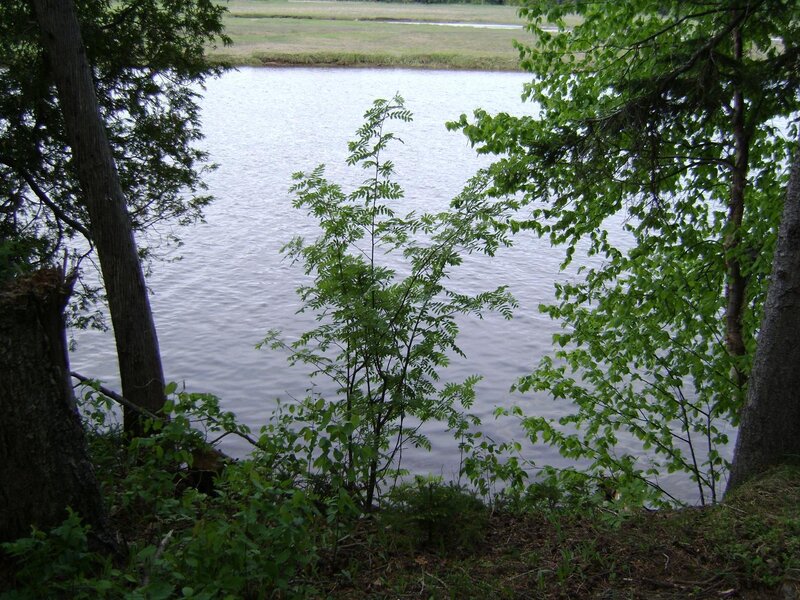 Forest view of a calm lake