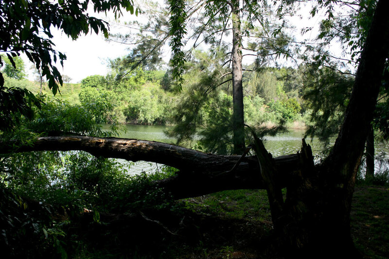 Forest view of a calm river
