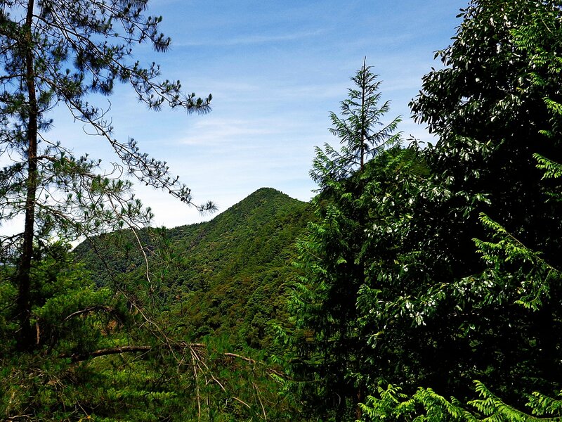 Forest view of a green mountain