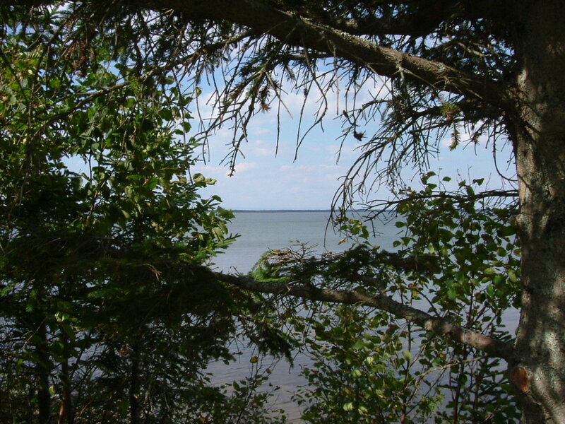Forest view of a lake
