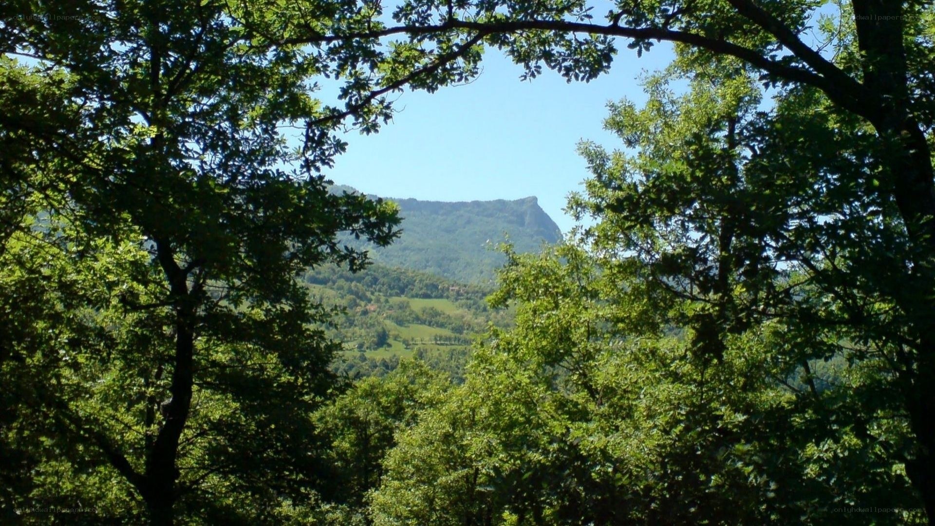 Forest view of a mountain