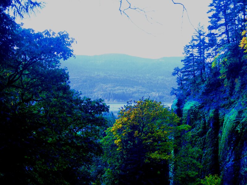 Forest view of a river valley