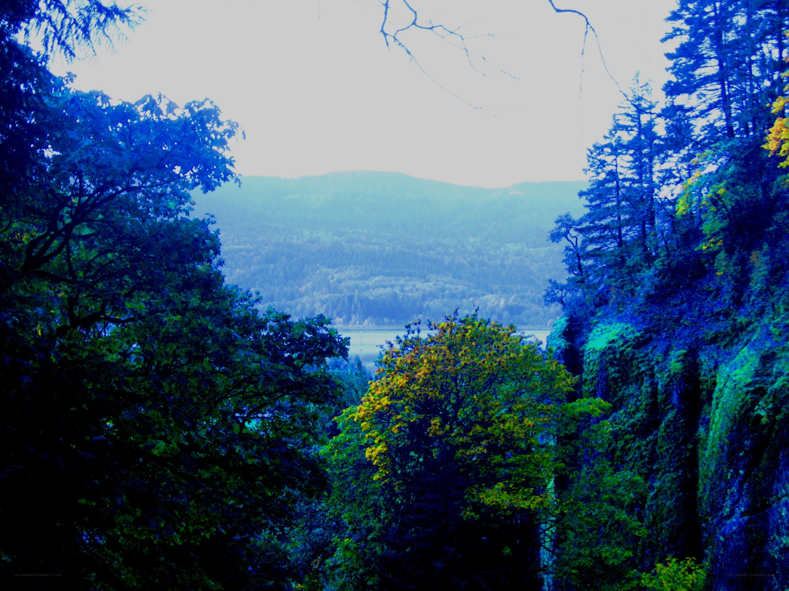 Forest view of a river valley