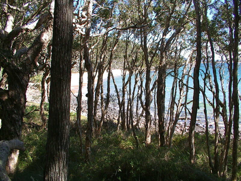 Forest view of beach and ocean