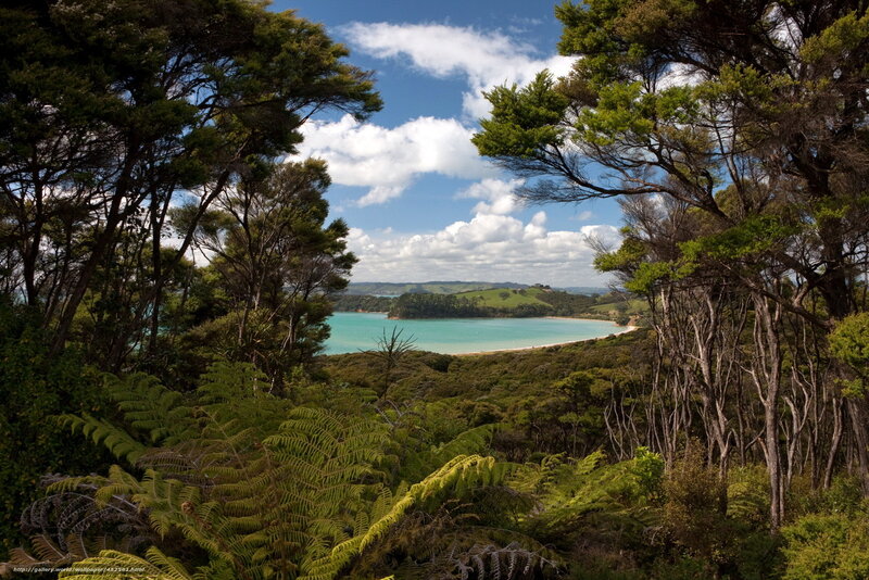 forest view of coastal bay