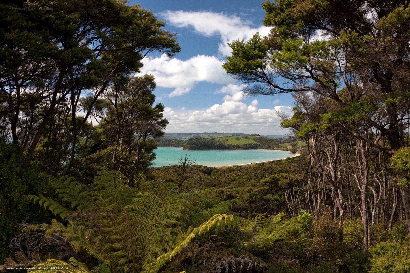 forest view of coastal bay