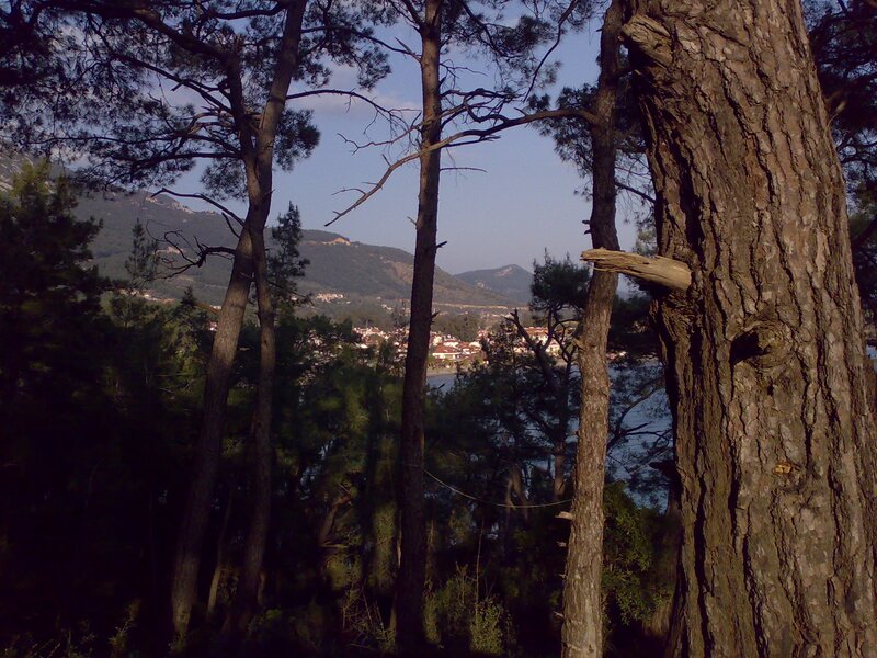 Forest view of coastal town