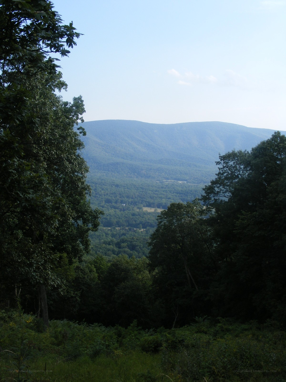 forest view of distant mountains