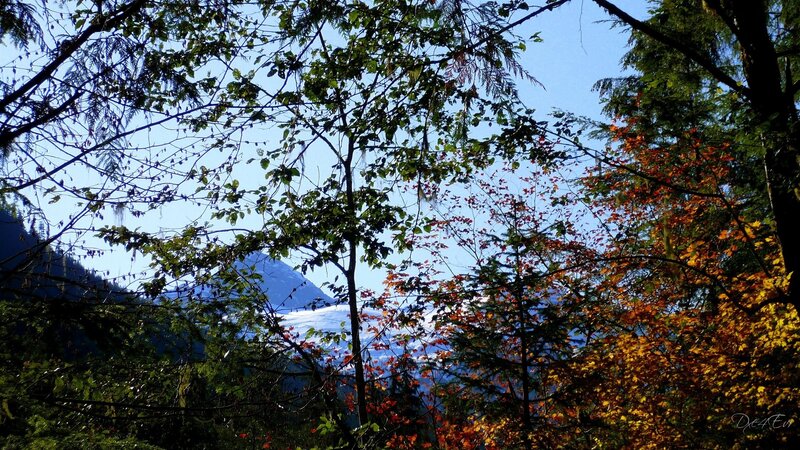 Forest view of mountain glacier
