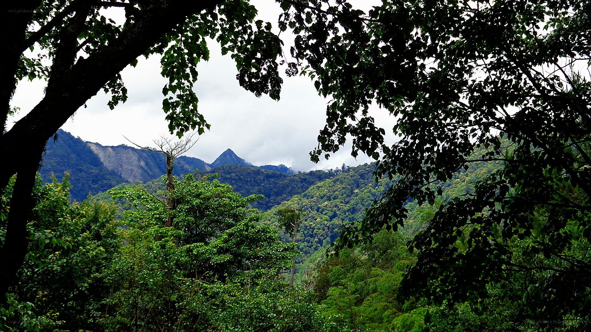 Forest view of mountain range