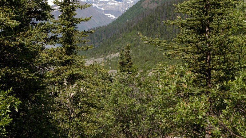 forest view of mountain valley