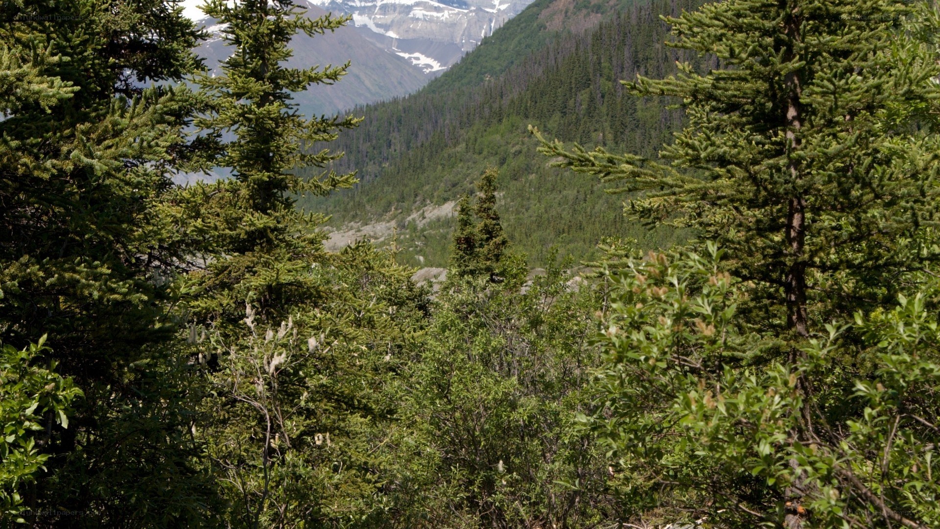 forest view of mountain valley