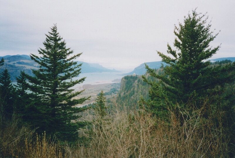 forest view of river canyon