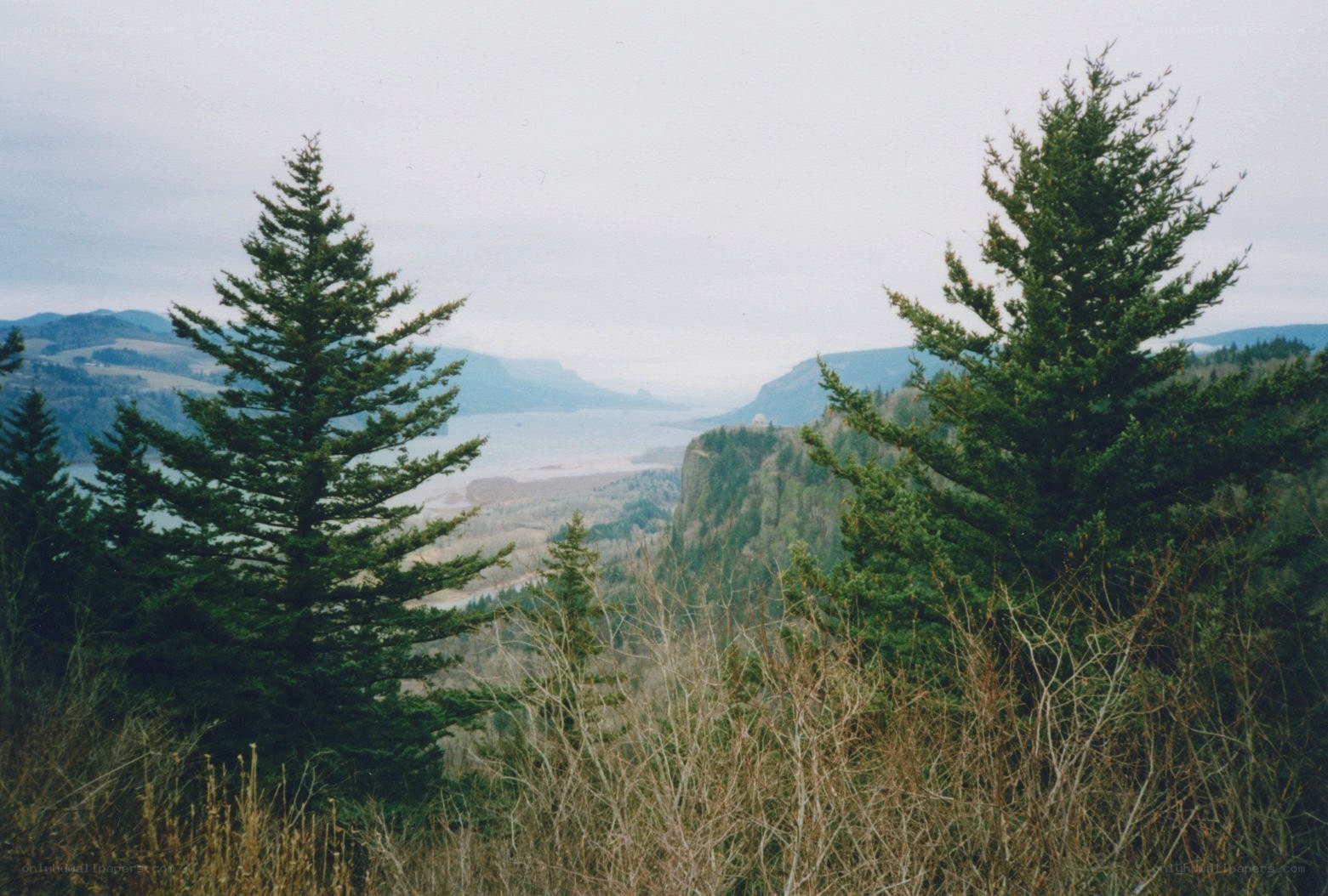forest view of river canyon