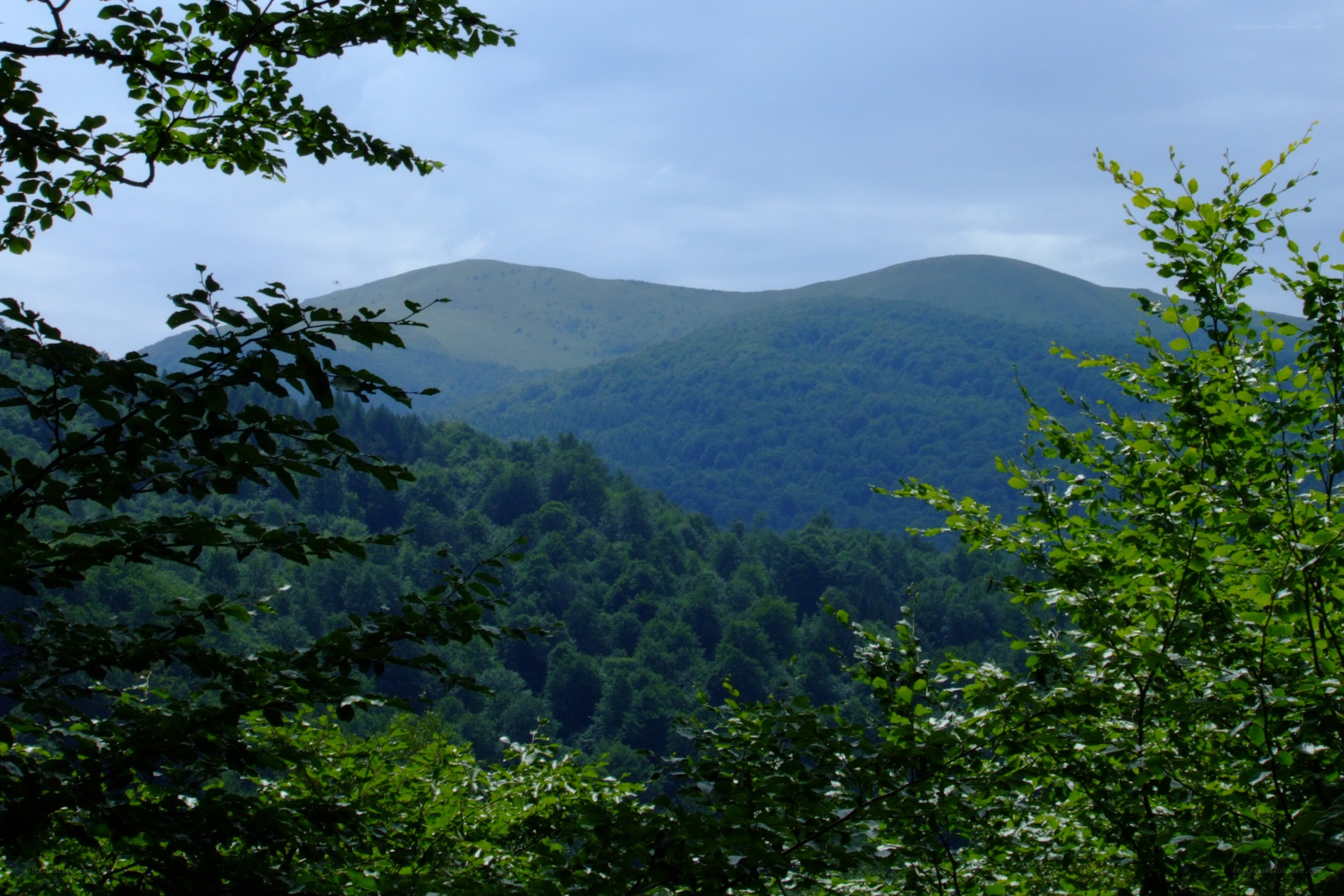 Forest view of rolling hills
