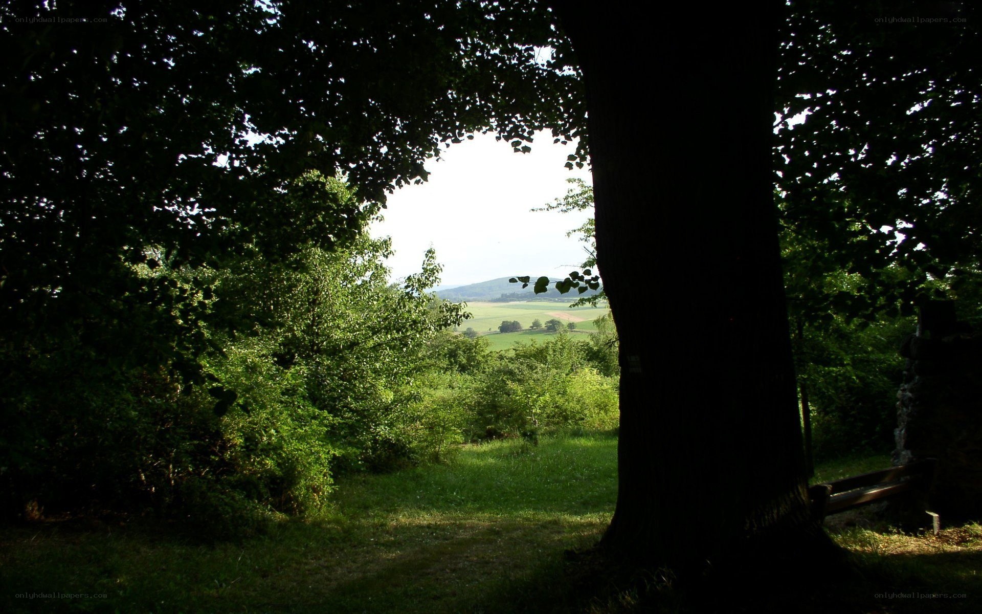 Forest view of rolling hills
