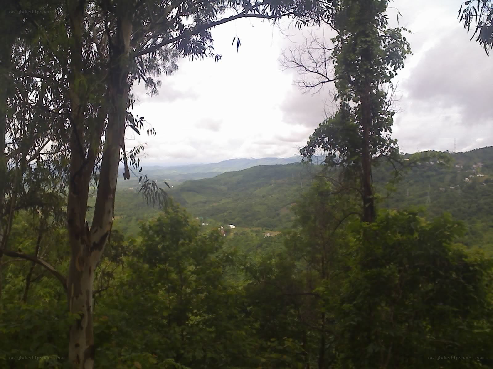 Forest view of rolling hills