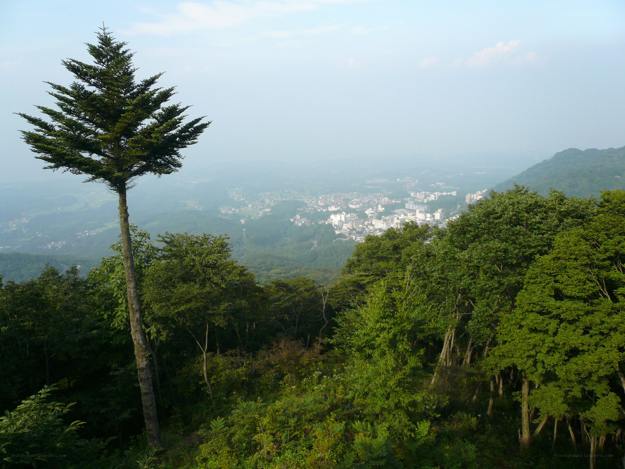 forest view of town