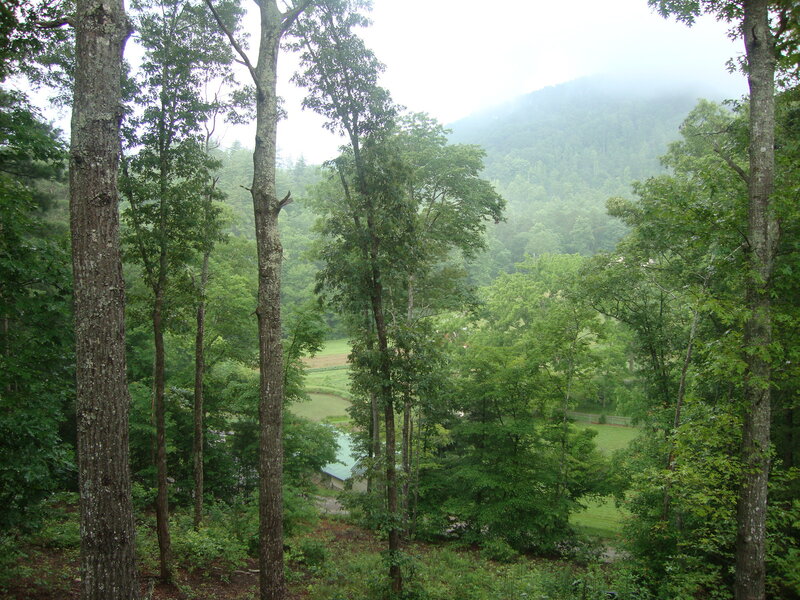 Forest View of Valley
