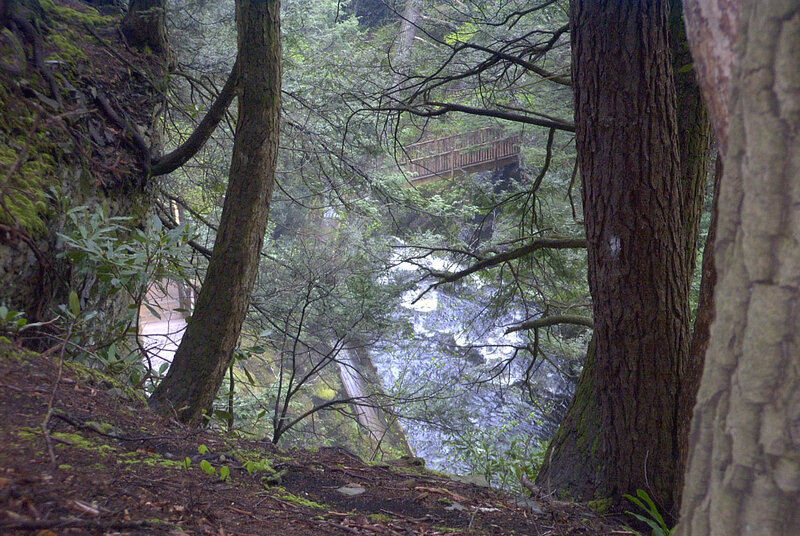 Forest view of waterfall and bridge