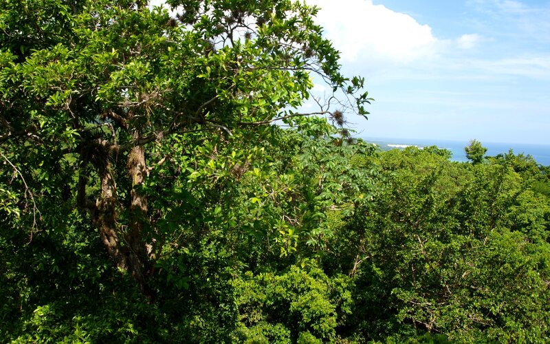 Forest view overlooking the ocean