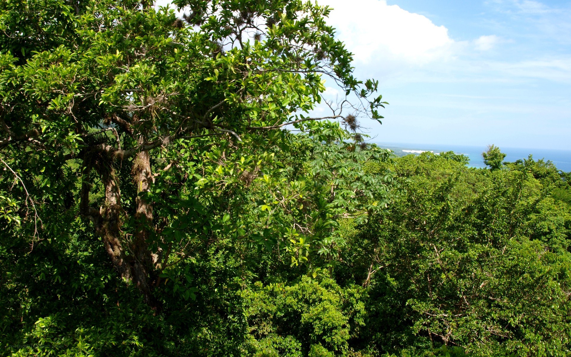 Forest view overlooking the ocean