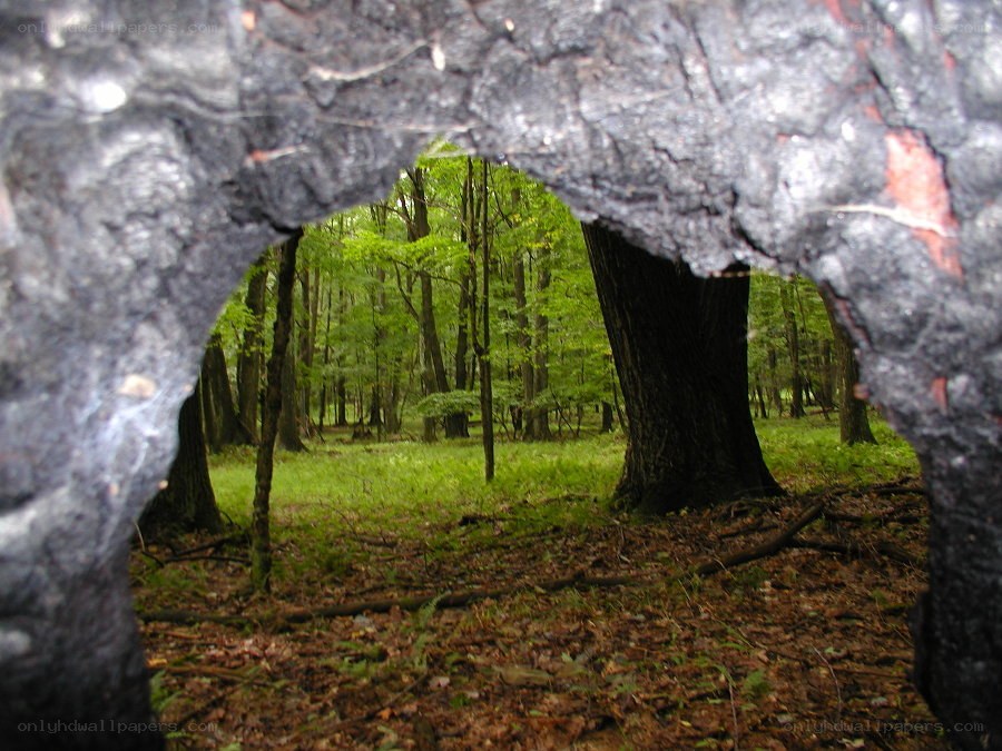 Forest view through burnt tree