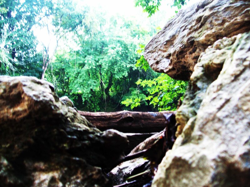 Forest view through rocks