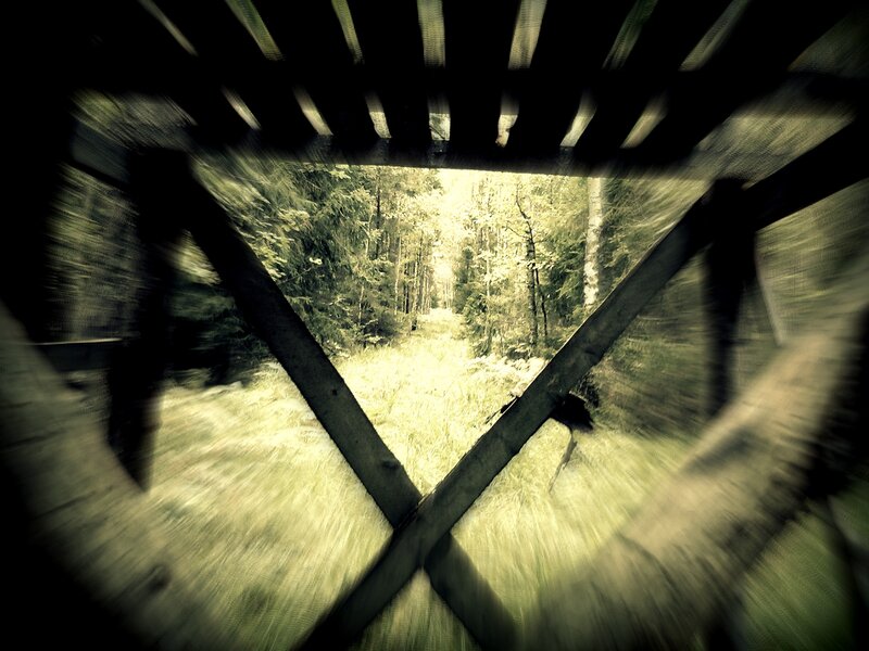 Forest View Through Structure