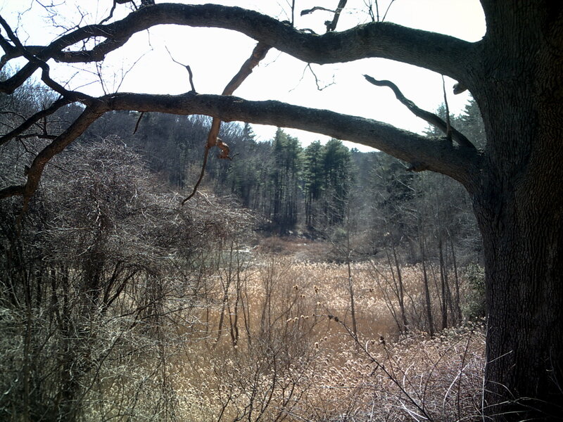 Forest view through tree branches