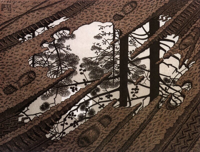 Forest View Through Tree Canopy