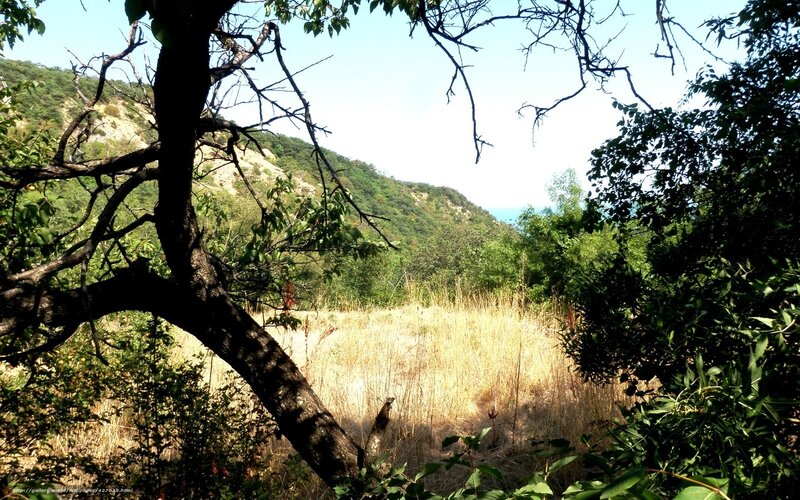 Forest view with hills and sea