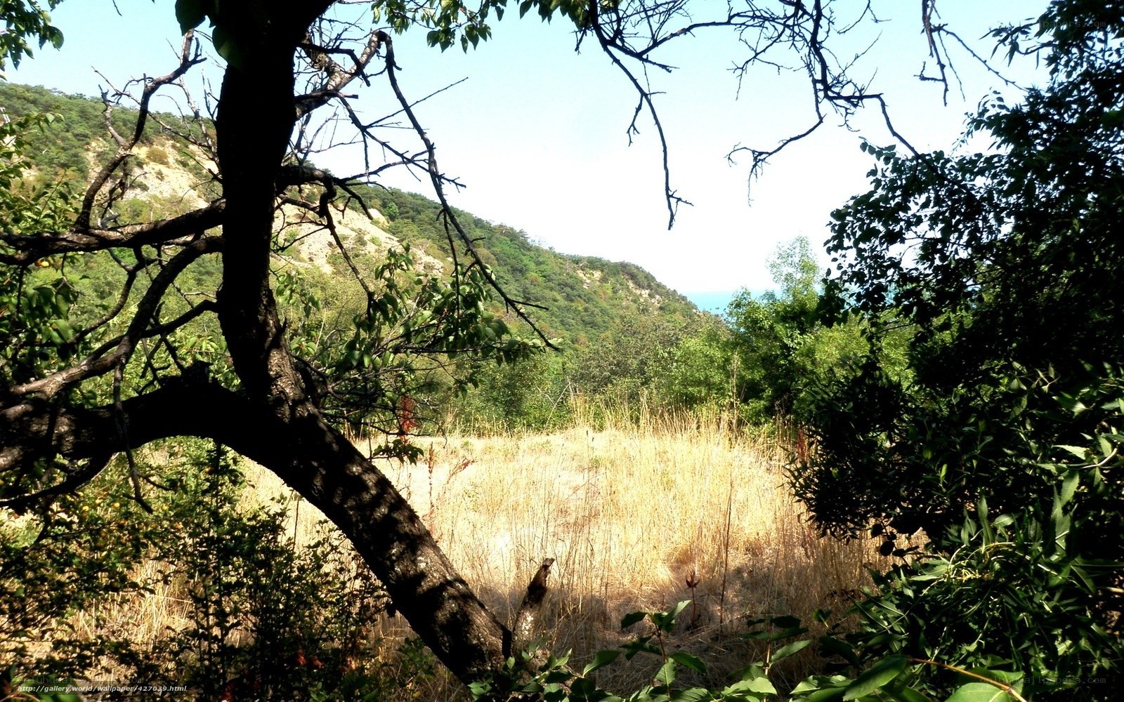 Forest view with hills and sea