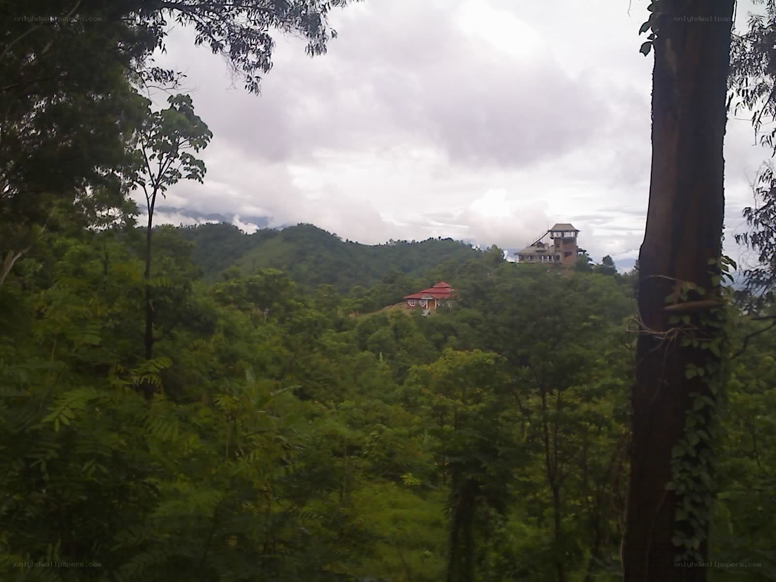 Forest view with hilltop buildings