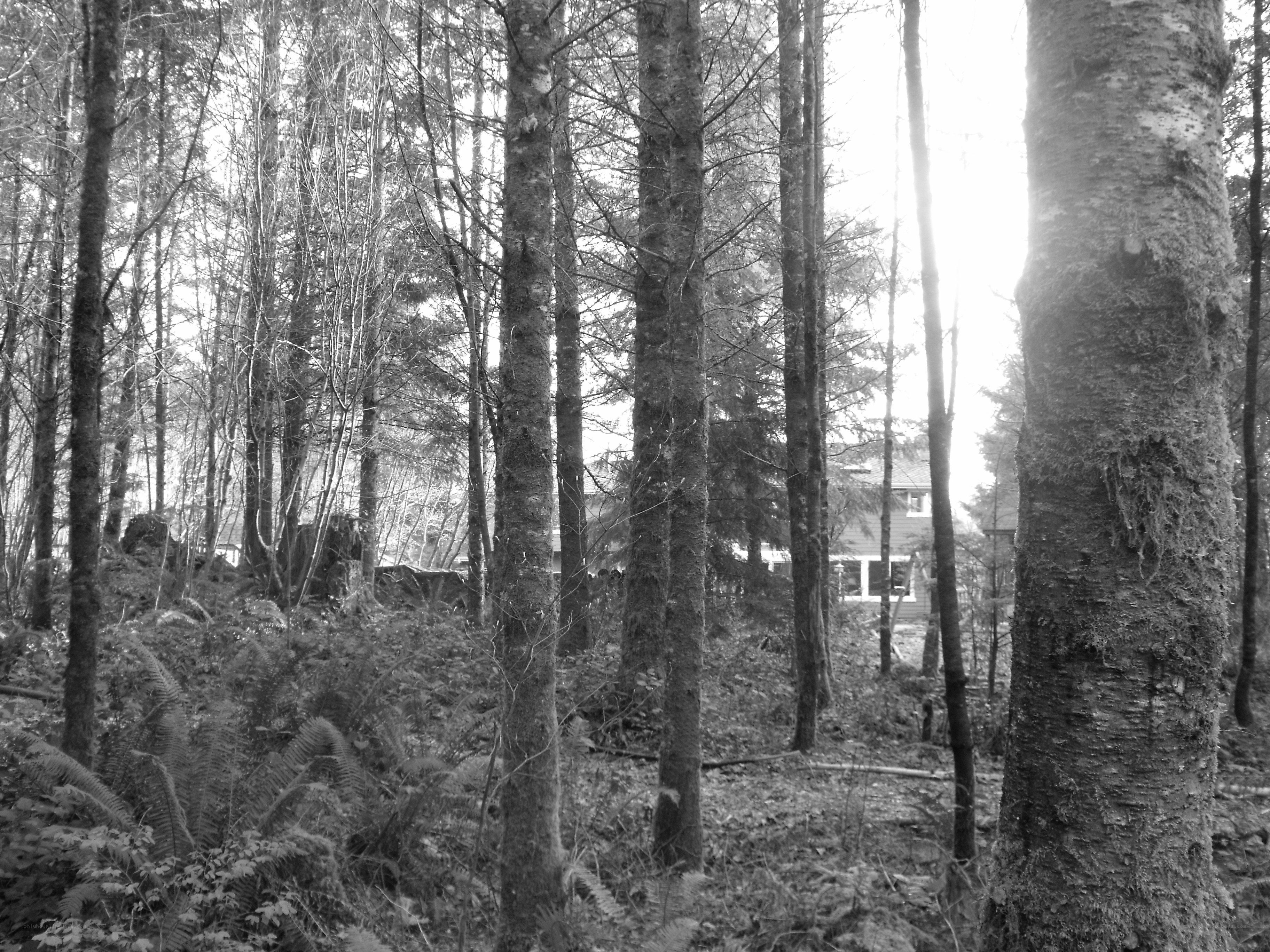 Forest view with house in distance