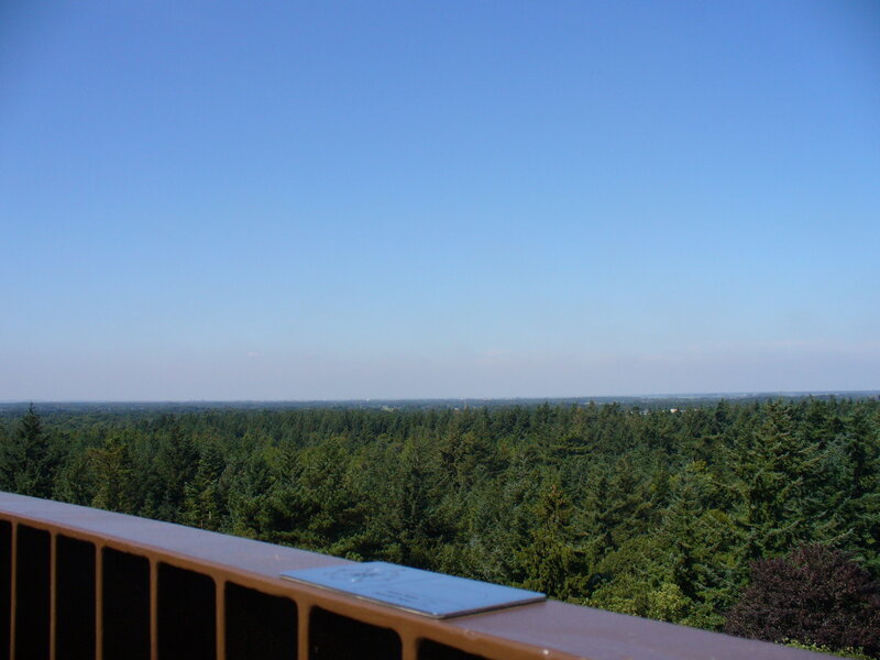 Forest Viewed from Balcony