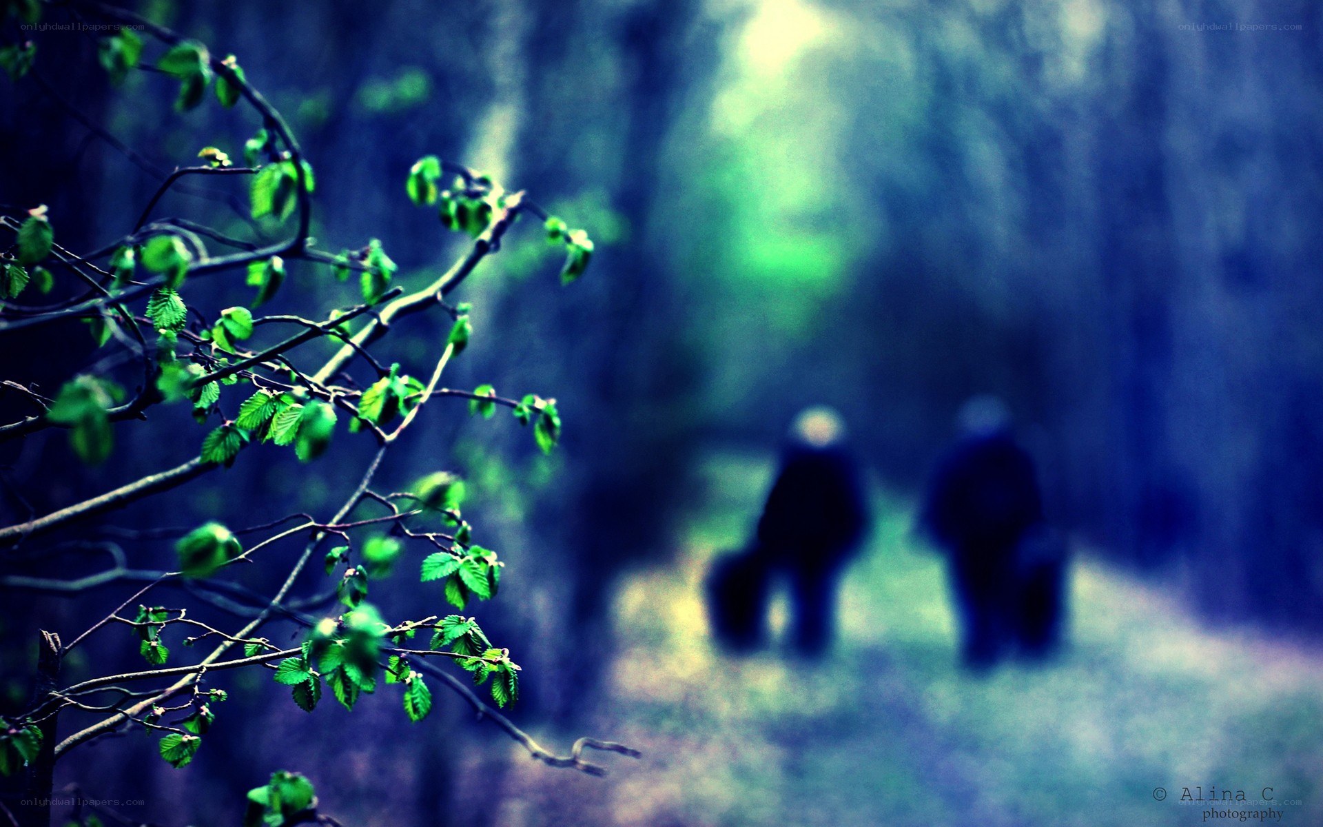 Forest walk with blurred figures