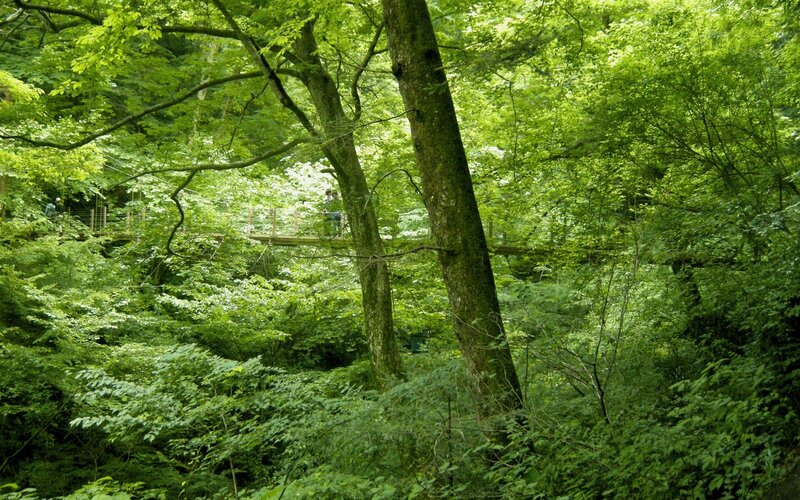 Forest walkway in lush greenery
