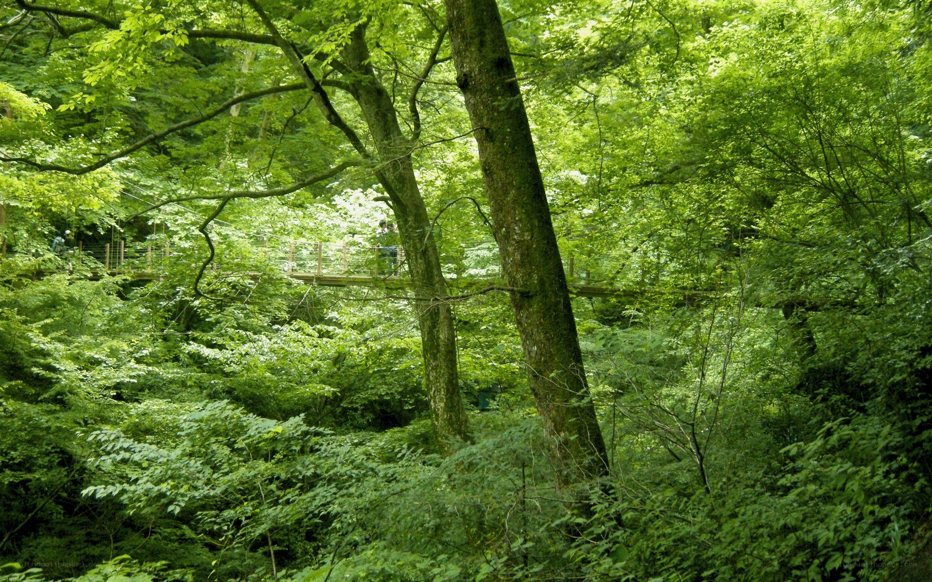 Forest walkway in lush greenery