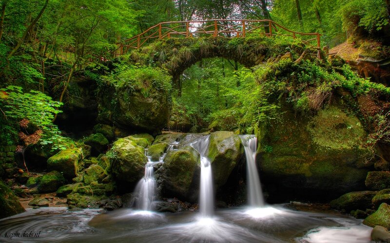 Forest Waterfall and Bridge