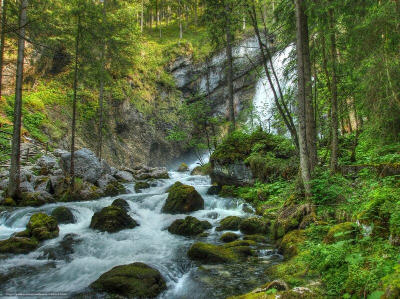 Forest waterfall and stream