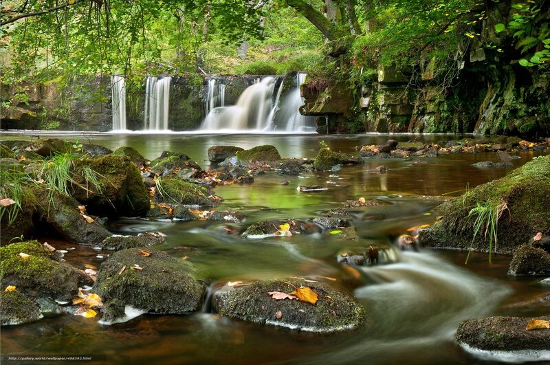 Forest waterfall and stream