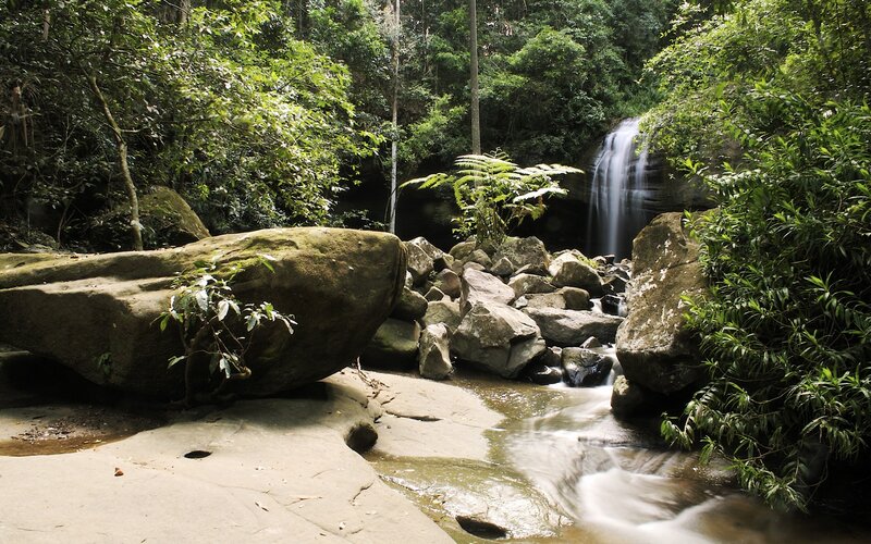 Forest waterfall and stream