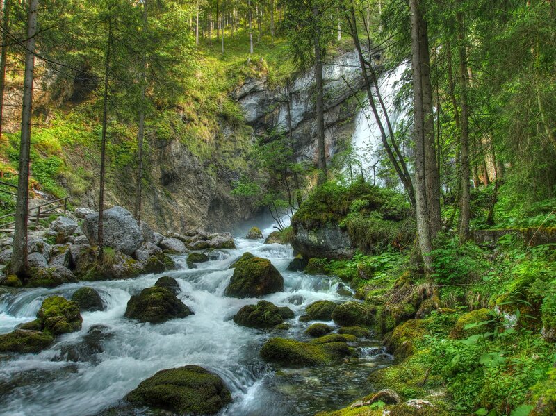 Forest waterfall and stream