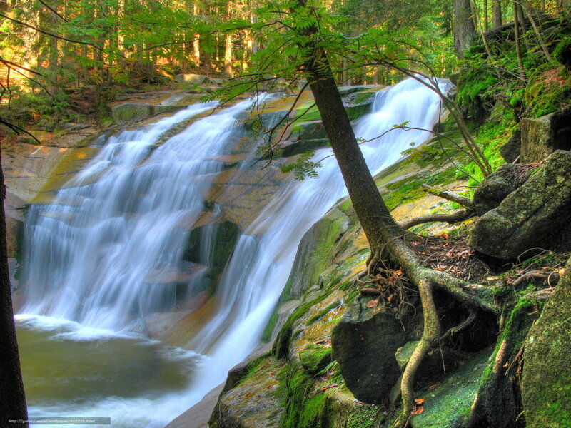 Forest waterfall cascade
