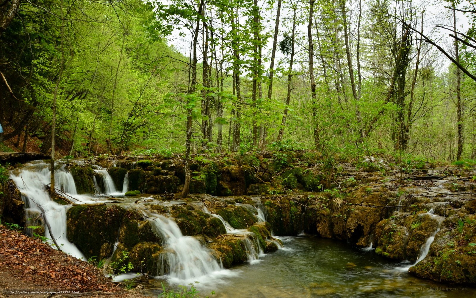 Forest waterfall cascade