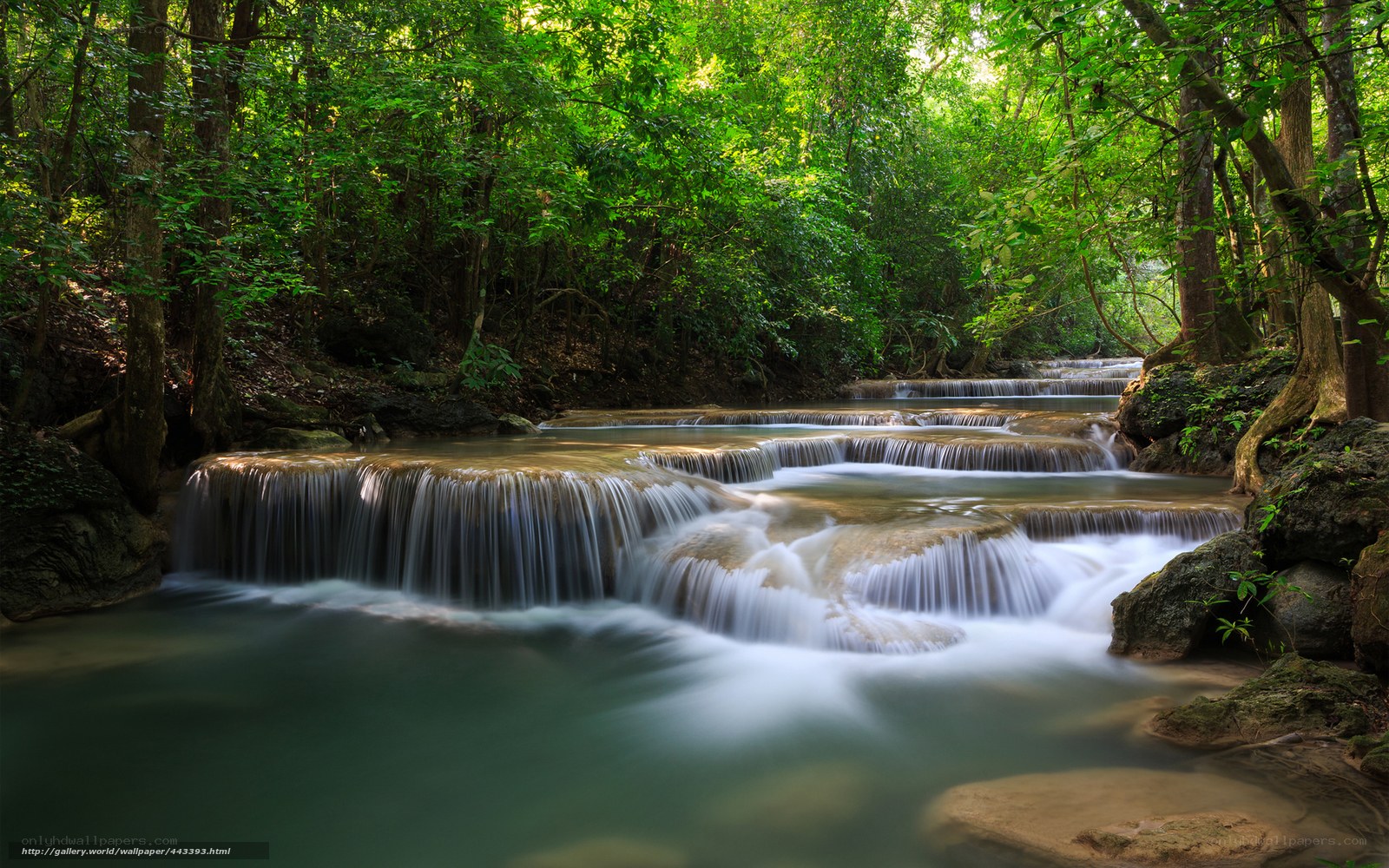 Forest waterfall cascade